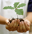 Hands holding oak seedling